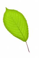 Merisier - feuille (Prunus avium) 